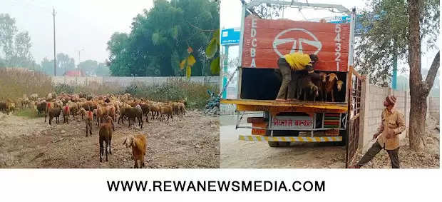REWA : पशु तस्करी का मामला : चालक व पशु व्यापारी कर रहे थे 340 भेड़ की तस्करी, मुखबिर की सुचना पर पुलिस ने की कार्यवाही : एक की मौत